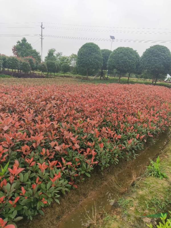 紅葉石楠產(chǎn)地直銷紅葉石楠小苗報價，紅葉石楠最新價格