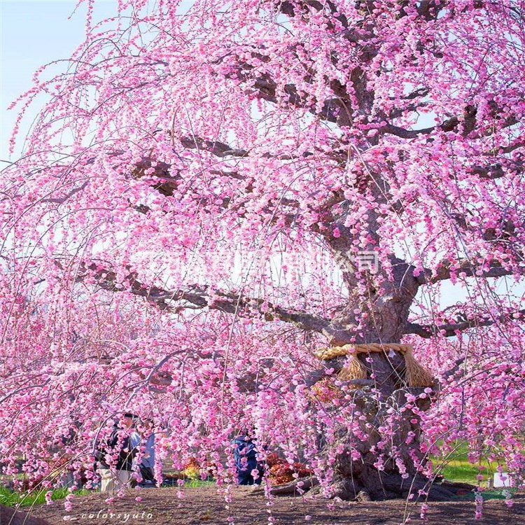 基地直銷 垂枝梅 垂枝梅苗園林小區(qū)綠化苗木基地苗木供應(yīng)