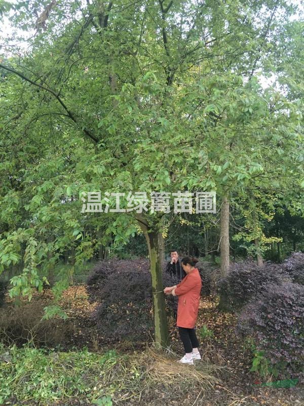 成都樂昌含笑種植基地 
