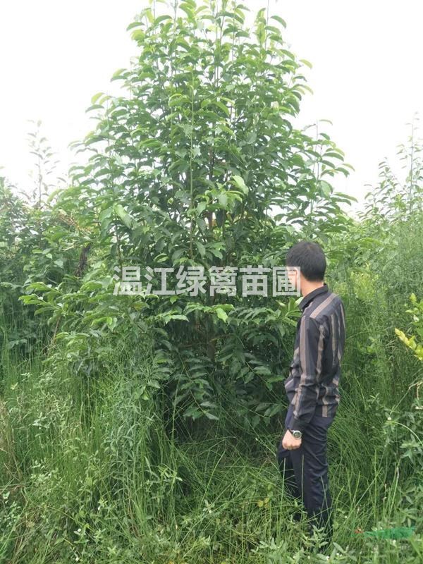 成都樂昌含笑種植基地 