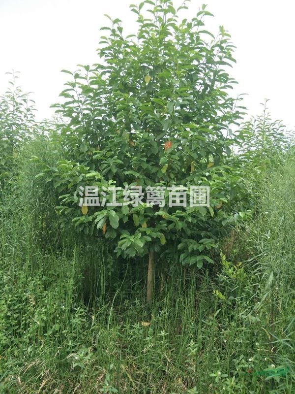 贵阳乐昌含笑种植基地