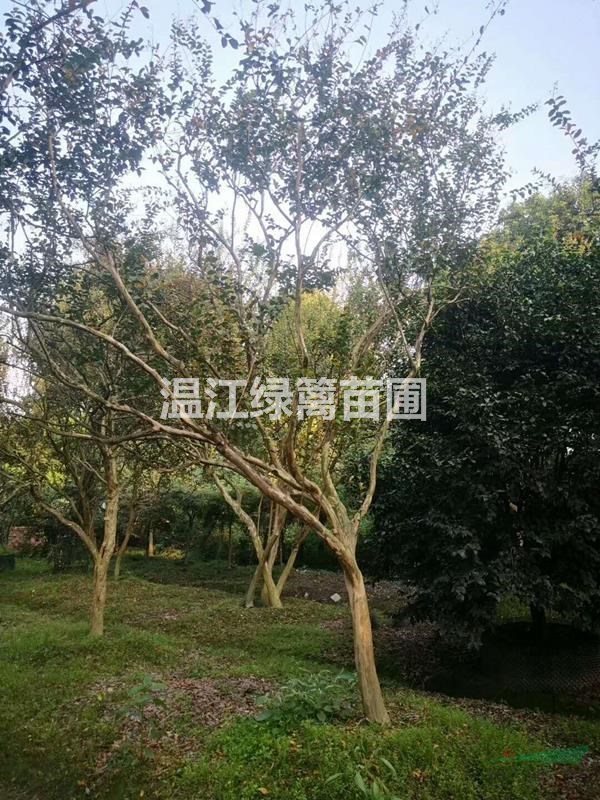 畢節(jié)哪里有紫薇買
