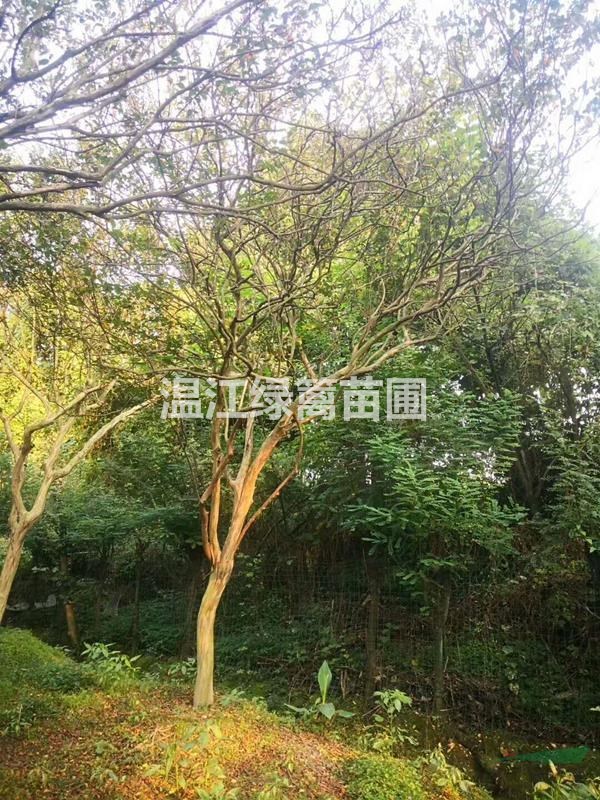 畢節(jié)哪里有紫薇買