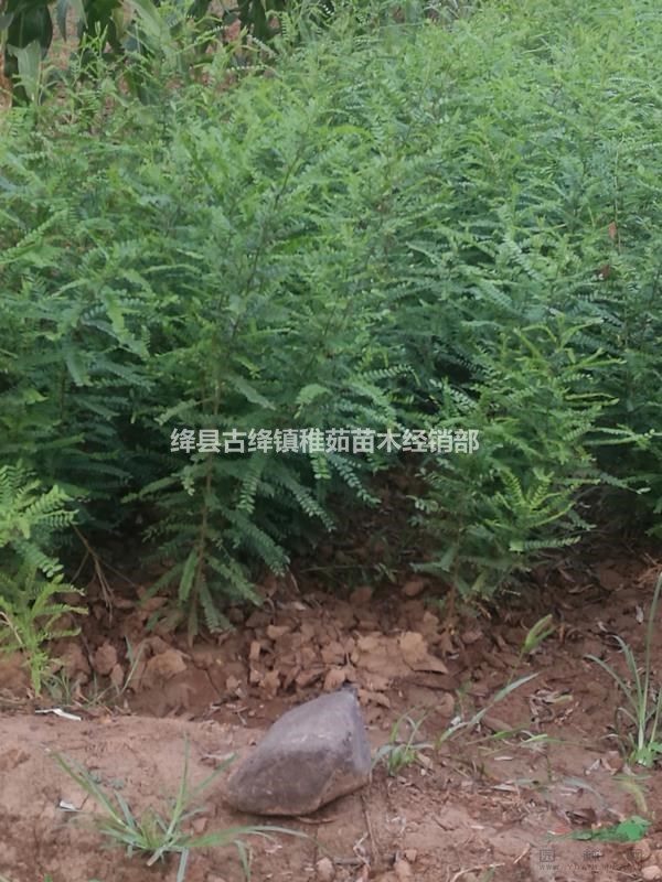 大刺皂角苗山西育苗基地_哪里有大刺皂角苗出售