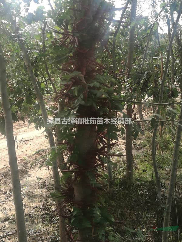 大刺皂角苗山西育苗基地_哪里有大刺皂角苗出售