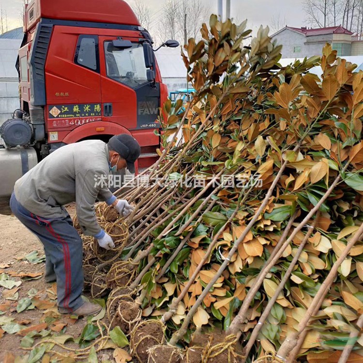 廣玉蘭 廣玉蘭樹價格 廣玉蘭圖片 風景樹 綠化工程苗木