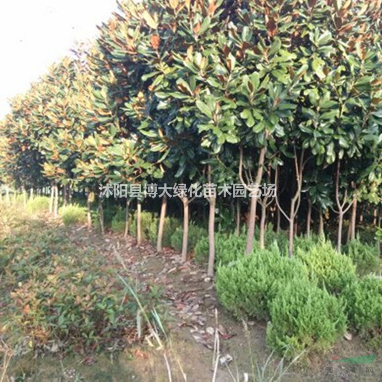 廣玉蘭 廣玉蘭樹價格 廣玉蘭圖片 風景樹 綠化工程苗木