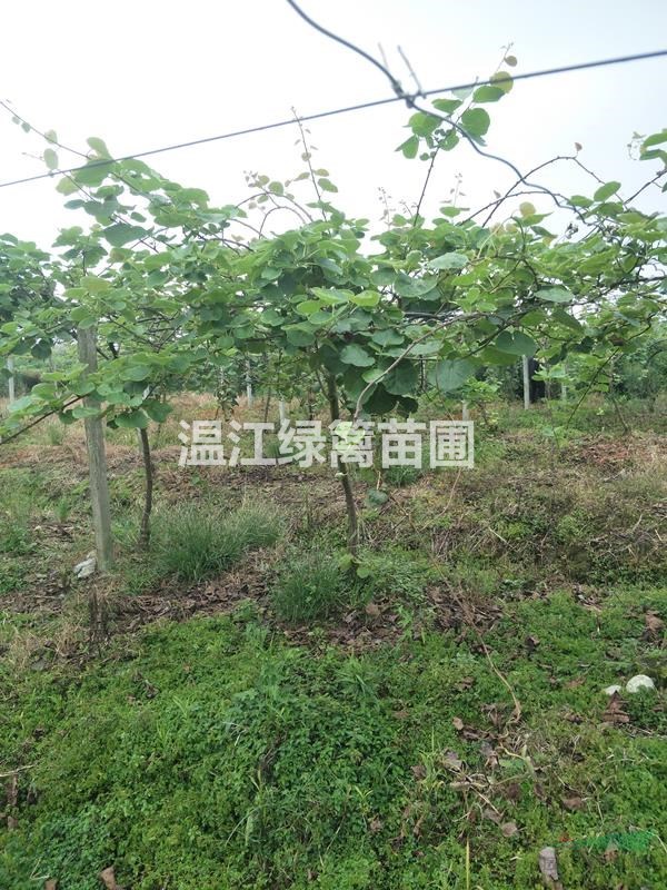 遵義獼猴桃種植基地