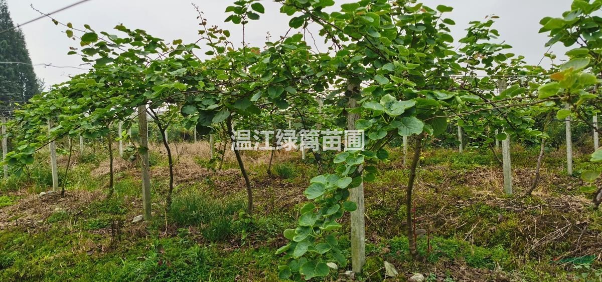 遵義獼猴桃種植基地