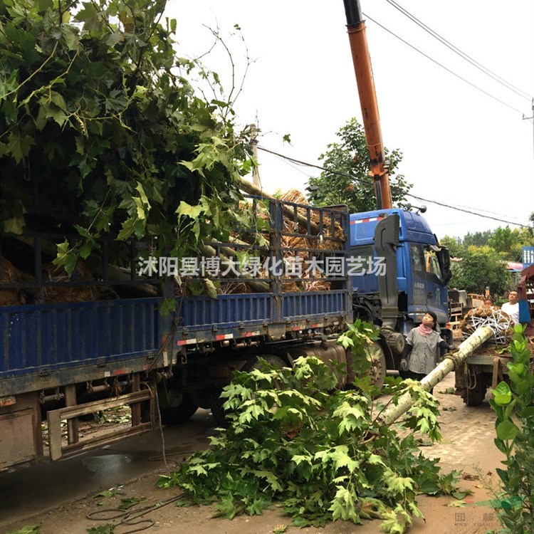 法桐價格 法桐樹產地 法桐圖片 行道樹 綠化工程苗木