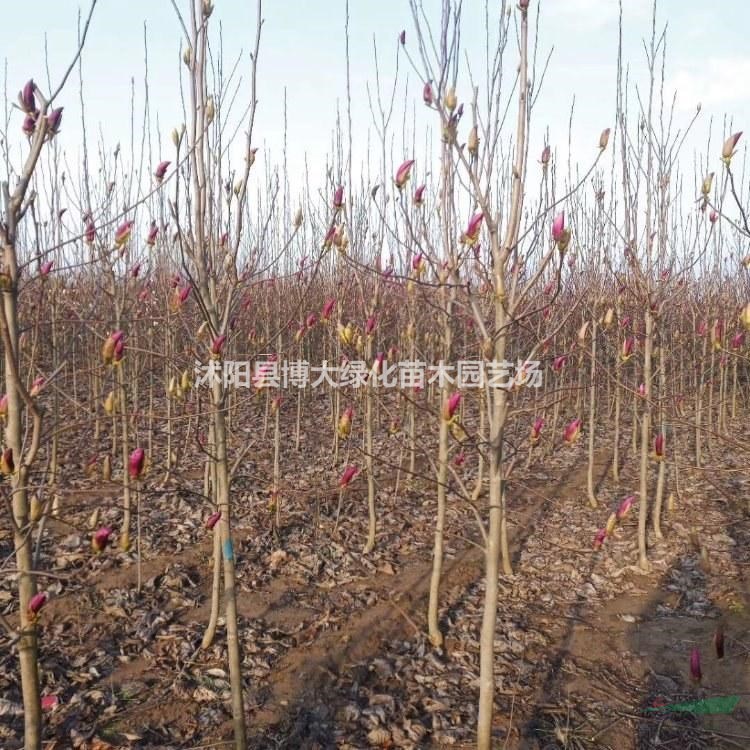 紫玉蘭價(jià)格 紫玉蘭樹產(chǎn)地 紫玉蘭圖片 綠化苗木