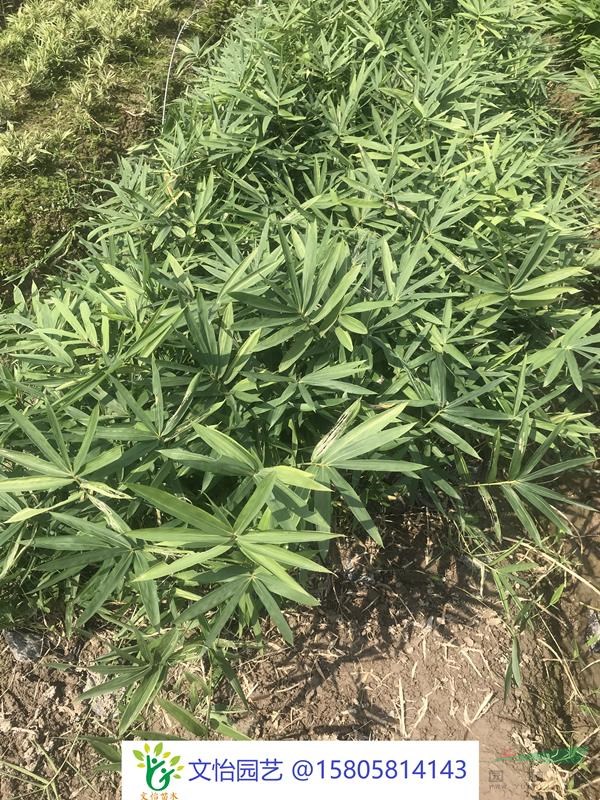 菲白竹/菲黃竹-薄利多銷