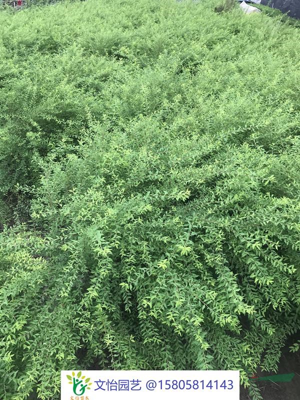 迎春花-薄利多銷