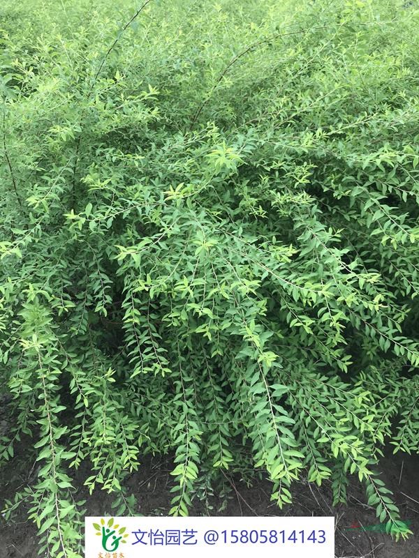迎春花-薄利多銷
