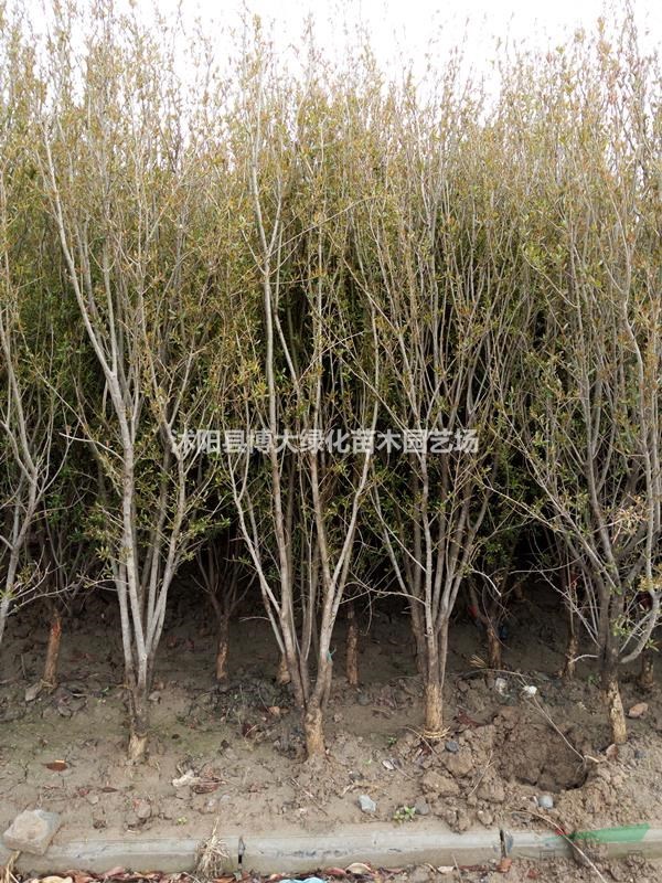 花石榴樹價格 叢生花石榴價格 花石榴樹圖片 綠化苗木