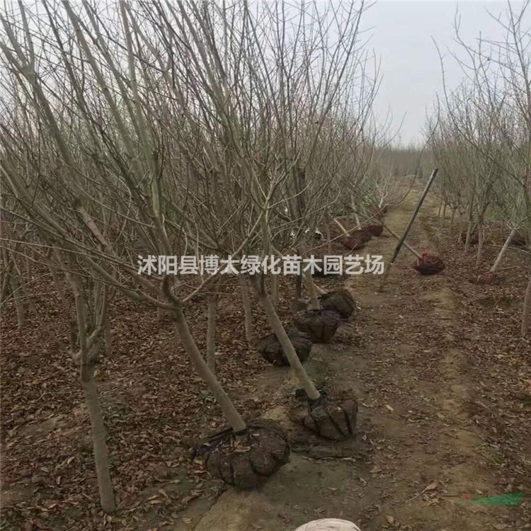 花石榴樹價格 叢生花石榴價格 花石榴樹圖片 綠化苗木
