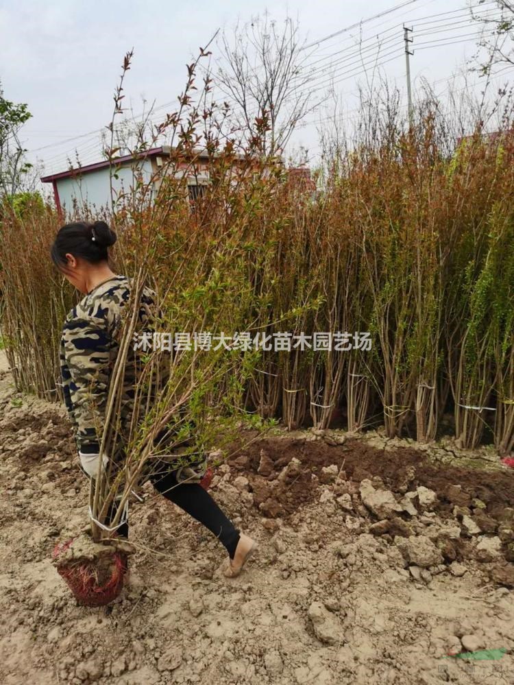 花石榴樹價格 叢生花石榴價格 花石榴樹圖片 綠化苗木