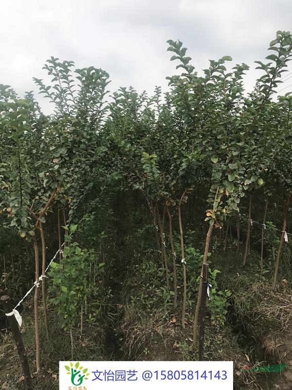 叢生/獨桿紫薇-規格齊全