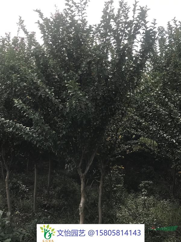 叢生/獨桿紫薇-規格齊全
