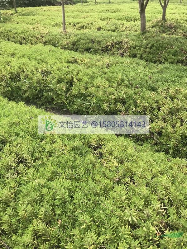 青葉/金葉佛甲草-地栽/盤苗
