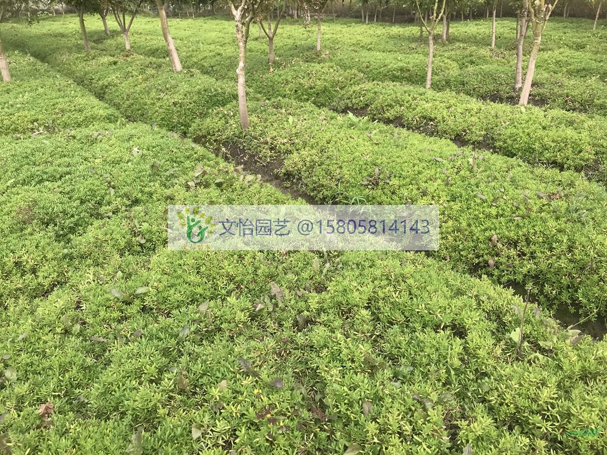 青葉/金葉佛甲草-地栽/盤苗