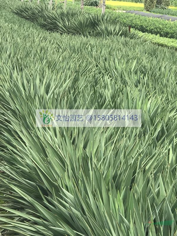 劍麻-地域新品