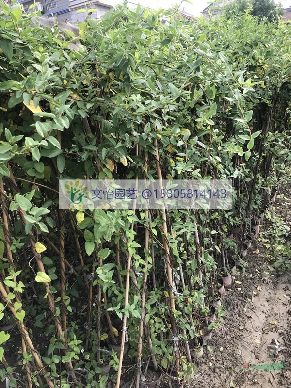 金銀花-大杯苗