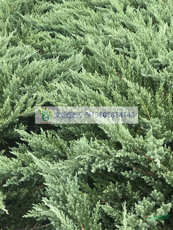 鋪地柏-苗圃直銷