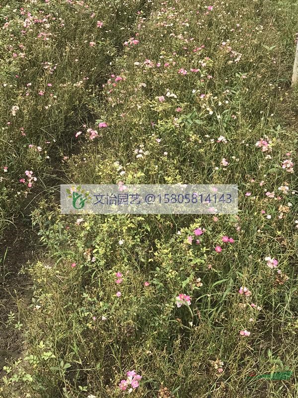 粉花繡線菊-品種齊全