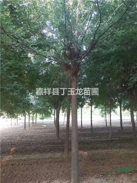 公園綠化皂角樹(shù)  胸徑12公分皂角樹(shù)價(jià)格