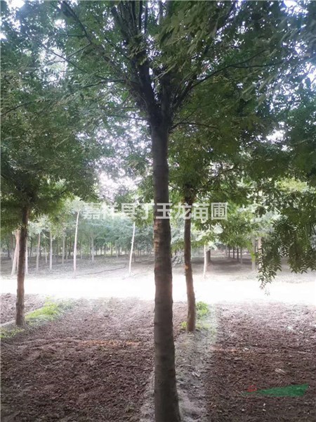 公園綠化皂角樹(shù)  胸徑12公分皂角樹(shù)價(jià)格