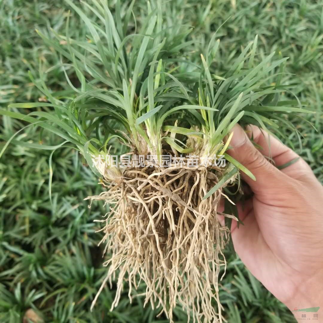 玉龙草 矮麦冬草5CM高庭院常绿地被草 日本矮麦冬无土发货