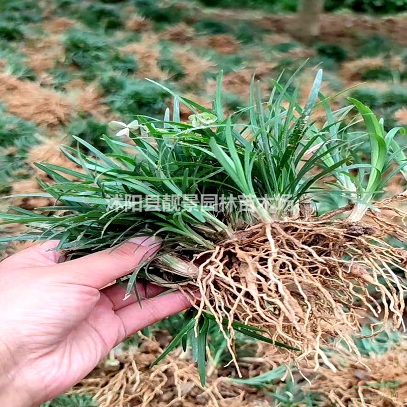 玉龙草 矮麦冬草5CM高庭院常绿地被草 日本矮麦冬无土发货