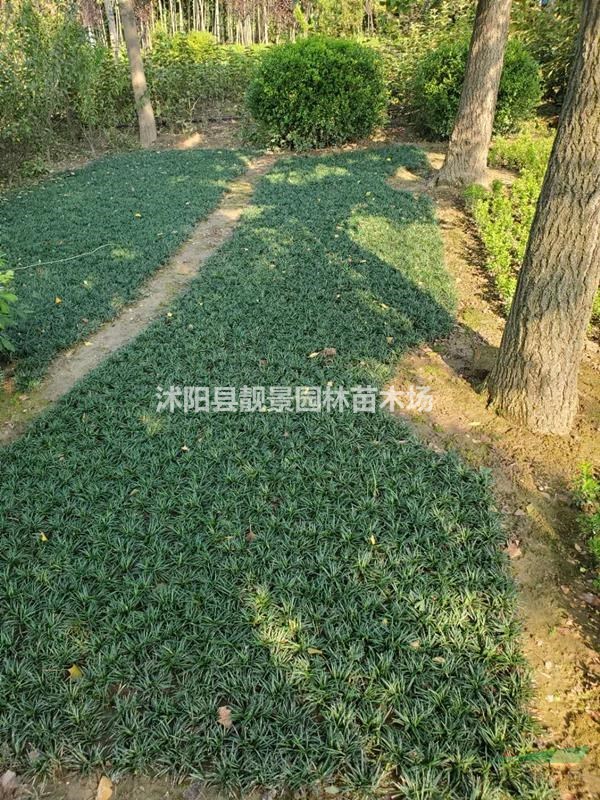 玉龙草 矮麦冬草5CM高庭院常绿地被草 日本矮麦冬无土发货
