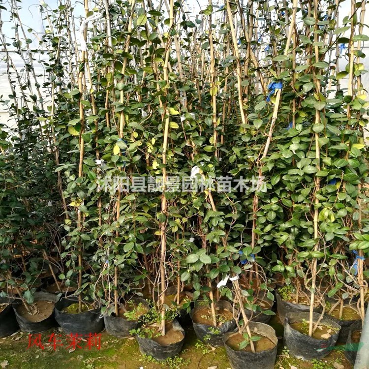 风车茉莉花盆栽苗 银丝茉莉60公分高围墙种植 爬藤植物