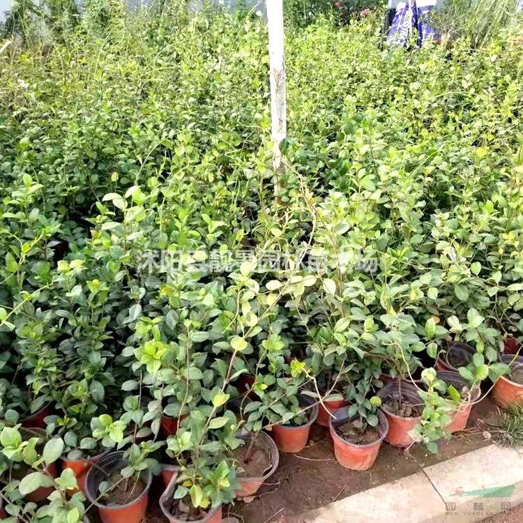 风车茉莉花盆栽苗 银丝茉莉60公分高围墙种植 爬藤植物