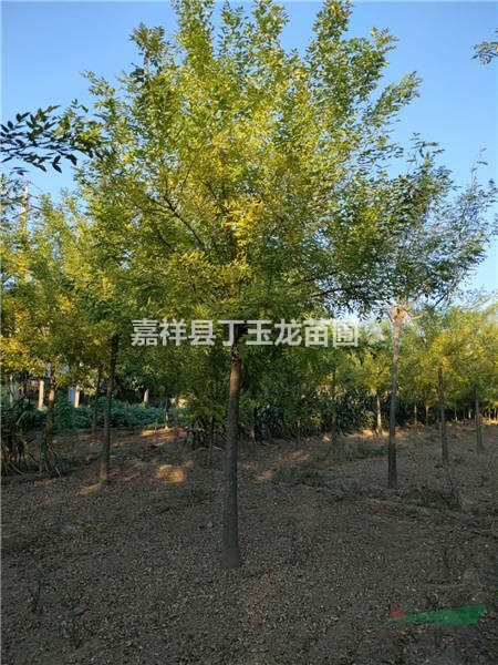  高桿黃金槐 大規(guī)格金枝槐15-18-20公分種植基地