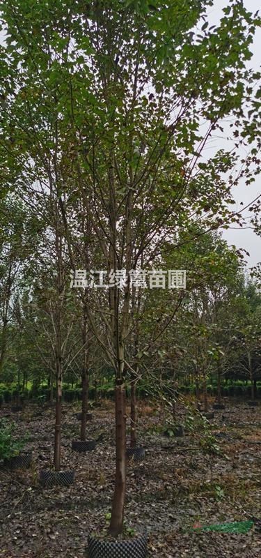 美國紅楓種植基地