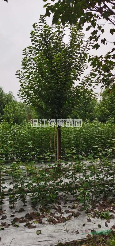 美國紅楓種植基地