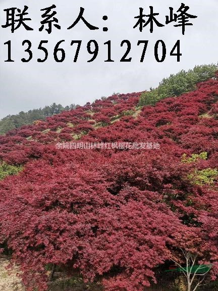 四明山的红枫什么时候最红