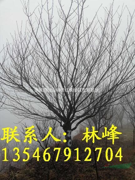 浙江四明山樱花基地