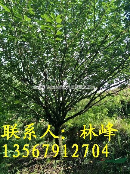 浙江四明山樱花基地