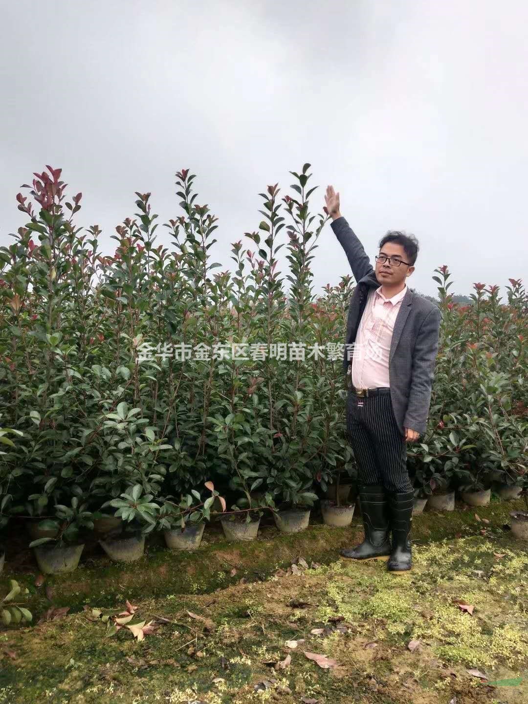 紅葉石楠綠籬苗