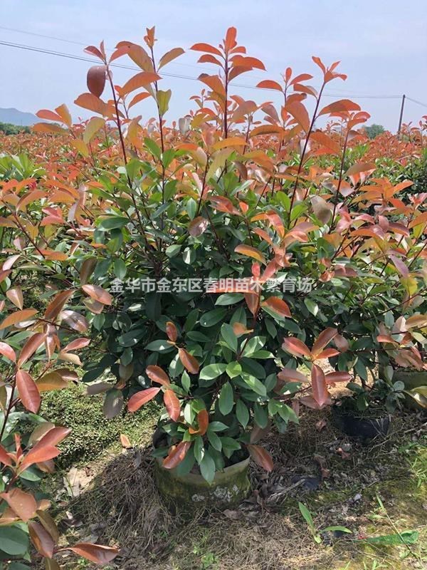 紅葉石楠布袋容器苗 