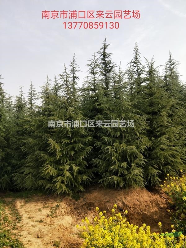 2020雪松降價拋售，雪松苗圃直銷