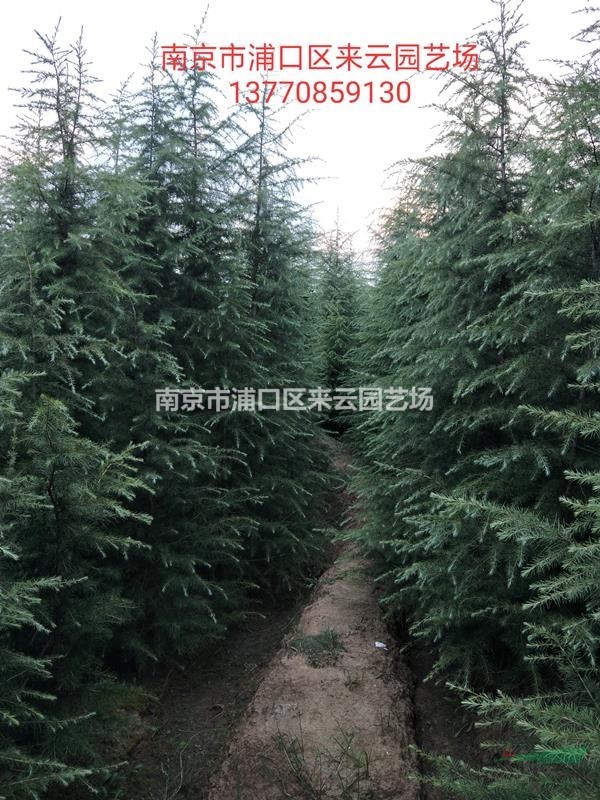 2020雪松降價拋售，雪松苗圃直銷
