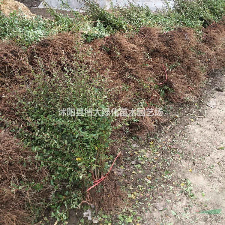 火棘苗產(chǎn)地 火棘苗價(jià)格 火棘苗圖片 綠化工程苗木