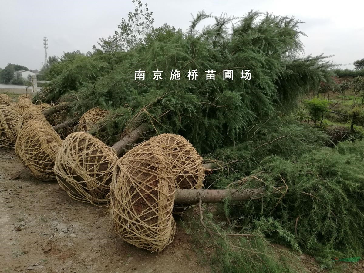 南京雪松基地