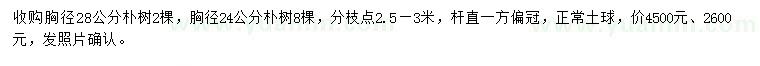 求購胸徑24、28公分樸樹