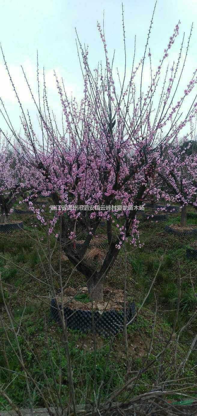 浙江12-25公分紅梅 浙江紅梅價格批發/供應